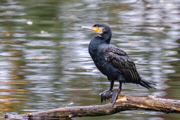 Ein Kormoran, dunkel wie ein Tropfen Nacht, steht auf seinem hölzernen Thron über dem still fließenden Wasser. Sein Gefieder schimmert in metallischen Blau- und Kupfertönen, als hätte die Natur selbst