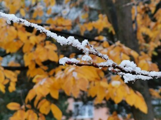 autumn leaves in the snow