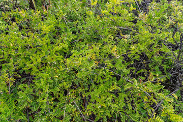 Osteomeles anthyllidifolia,  ʻŪlei, eluehe, uʻulei, Hawaiian rose, or Hawaiian hawthorn. Mauʻumae Ridge Trail (Puʻu Lanipō), Honolulu, Oahu, Hawaii. Koʻolau Range(windward shield volcano). 