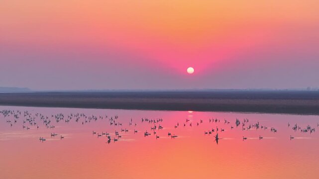 A flock of geese on the lake at sunrise and sunset, migratory birds in winter