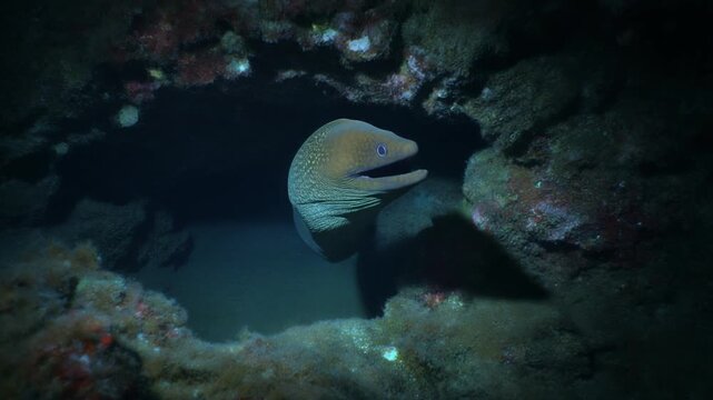 Atmospheric shot of a lone moray eel emerging from a rocky crevice
