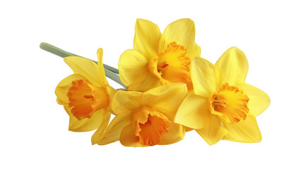 Bunch of Yellow Daffodils with Orange Centers isolated on a transparent background