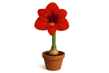 Naklejka premium A single vibrant red amaryllis flower blooming from a bulb in a simple terracotta pot with a green stem and yellow stamen, showing botanical beauty and natural growth