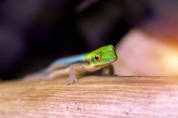 Day gecko peeking from tree surface