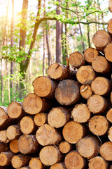 Heap of natural logs in rural area © AlexGo