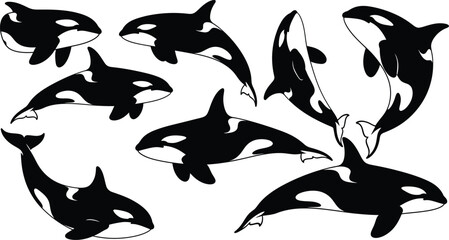 Orca killer whale vector illustration set marine mammal ocean wildlife eps silhouette