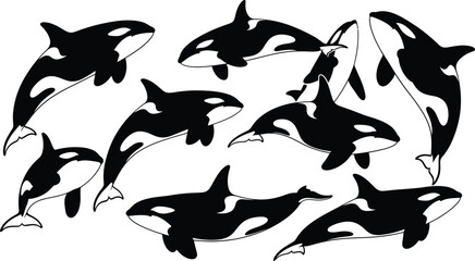 Orca whale pod vector illustration black and white marine animal design eps silhouette