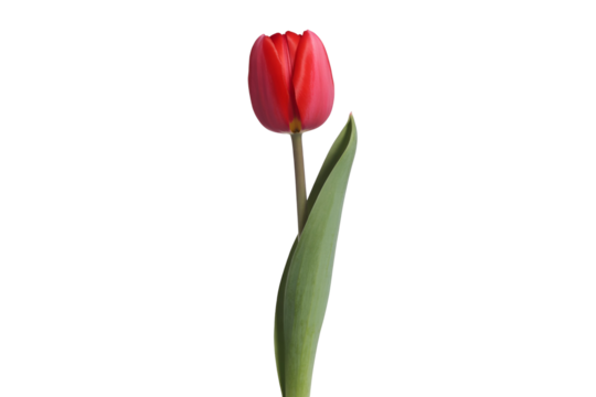 Single red tulip flower isolated on transparent background