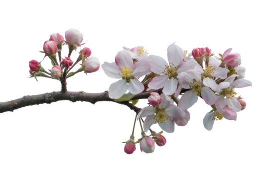 Delicate pink and white apple blossoms on a branch isolated on transparent background