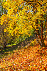 Le Manteau d'Or de l'Automne