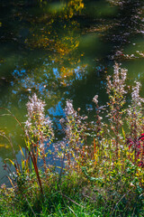 Bord de l’eau fleuri automnal : harmonie des couleurs et reflets lumineux