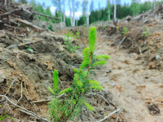 Coniferous tree seedlings grow on the site of a felled forest.