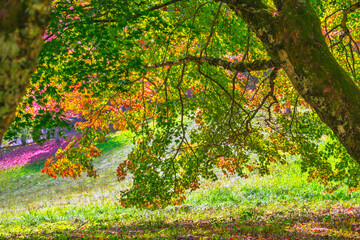 Branchage d’arbre en automne : textures fines et couleurs chaleureuses