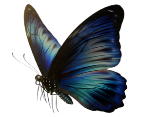 Iridescent blue butterfly with detailed wings on black background