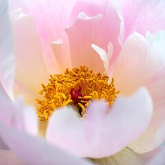 Peony closeup delicate pink petals, golden stamen, center