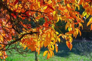 Couleurs d'automne éclatantes