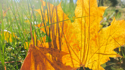 Yellow autumn maple leaves lie in the green grass, illuminated by sunlight.