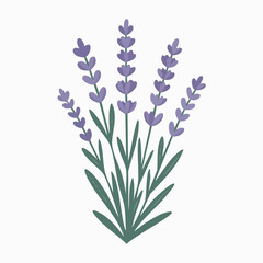 Obraz premium Stylized illustration of a lavender flower bouquet with purple blossoms and green leaves on a white background.