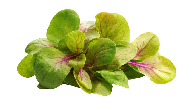 Fresh green and red leaf salad greens isolated on black isolated on a transparent background - Powered by Adobe