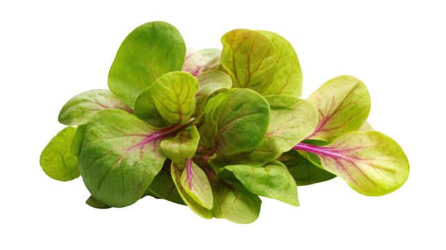 Fresh green and red leaf salad greens isolated on black isolated on a transparent background
