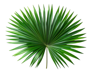 Top-Down 3D Coconut Palm Leaf Spread Out in Fan Shape, Isolated PNG