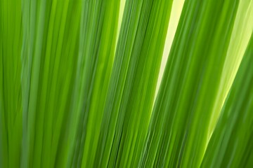 Vibrant Green Palm Leaves Close-Up - Tropical Foliage Texture