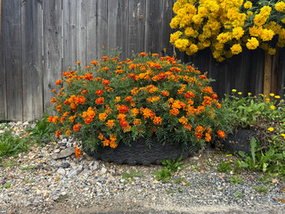 Blooming Marigolds Planted in Old Car Tire. Plants Near Home Concept. Handheld Phone Photo, Selective Focus, No AI