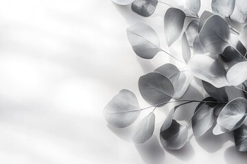 Eucalyptus leaves artfully staged in monochrome