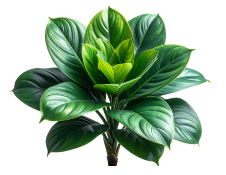  Tropical Indoor Plant with Broad Leaves isolated on white background PNG
