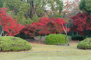 京都　伏見桃山城公園のもみじ