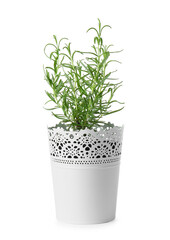 Pot with fresh rosemary on white background