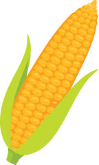 A vibrant illustration of a single ear of golden yellow corn on white