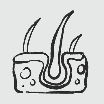 Illustration of an Handdrawn Doodle Human Organ hair folicle