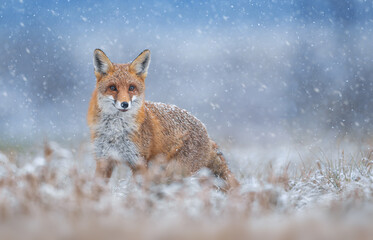 Obraz premium Red fox ( Vulpes vulpes ) in winter scenery