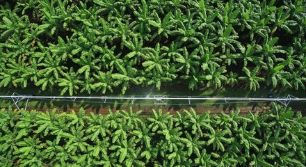 Banana field from above with irrigation system, vibrant green scene. Aerial view of farm land.