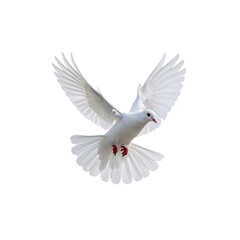 Fototapeta premium A white dove flying as a beautiful symbol of peace, freedom and love isolated on a white background