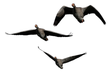 three flying greylag geese (anser anser) in different positions against a neutral background