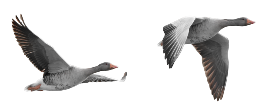 two separate flying greylag geese (anser anser) shown against a gray background