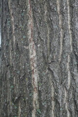 Close-up texture of rough tree bark with natural patterns and green moss