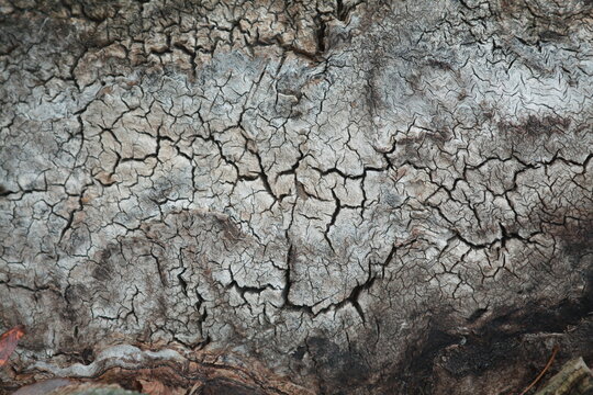 Close-up texture of rough tree bark with natural patterns and green moss