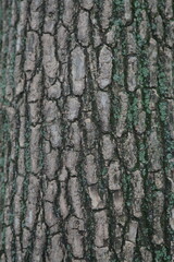 Close-up texture of rough tree bark with natural patterns and green moss