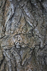 Close-up texture of rough tree bark with natural patterns and green moss