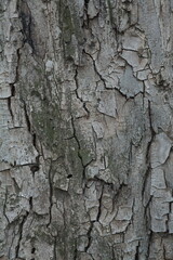 Close-up texture of rough tree bark with natural patterns and green moss