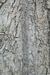 Close-up texture of rough tree bark with natural patterns and green moss