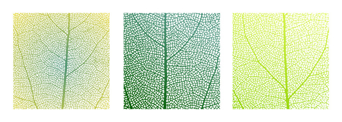 Leaf vein cell skeleton texture abstract background set with close up plant leaf cells structure pattern vector illustration. Macro leaf vein skeleton organic lattice natural foliage texture.