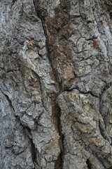 Close-up texture of rough tree bark with natural patterns and green moss