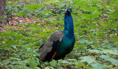 Obraz premium a male peacock (pavo cristatus) standing amongst green ground cover in a wooded area