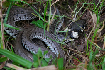Obraz premium a dark gray grass snake (natrix natrix) with head visible in the grass and dirt