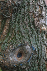 Close-up texture of rough tree bark with natural patterns and green moss