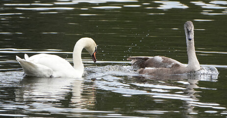 a white adult mute swan (cygnus olor) and a brown juvenile swimming together on water